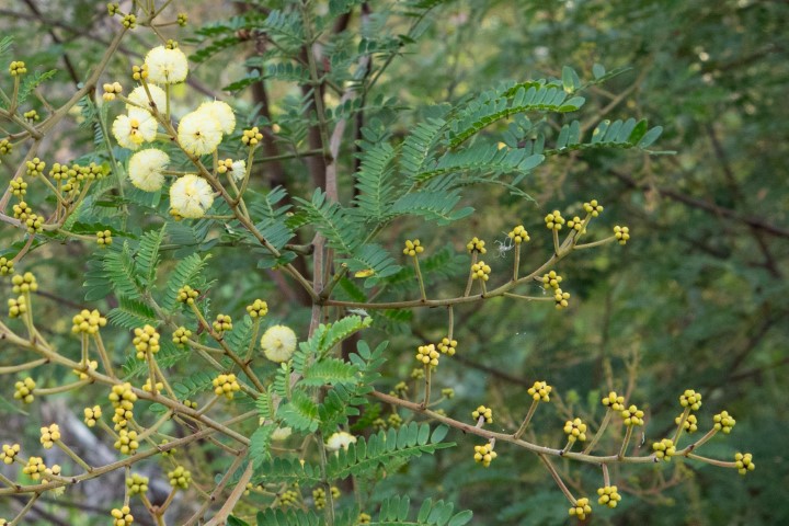 Photo of Acacia terminalis (Sunshine Wattle)