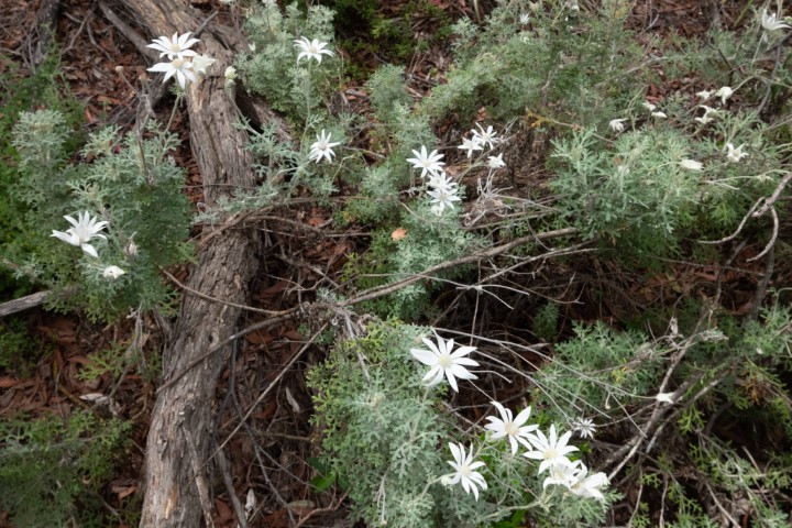 Photo of Actinotus helianthi (Flannel Flower)