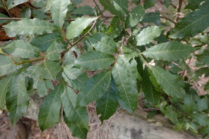 Photo of Alectryon subcinereus (Native Quince)