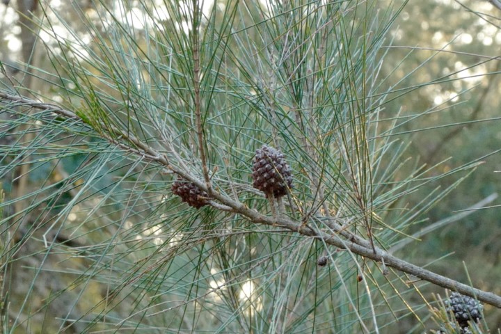 Photo of Allocasuarina littoralis (Black She-oak)