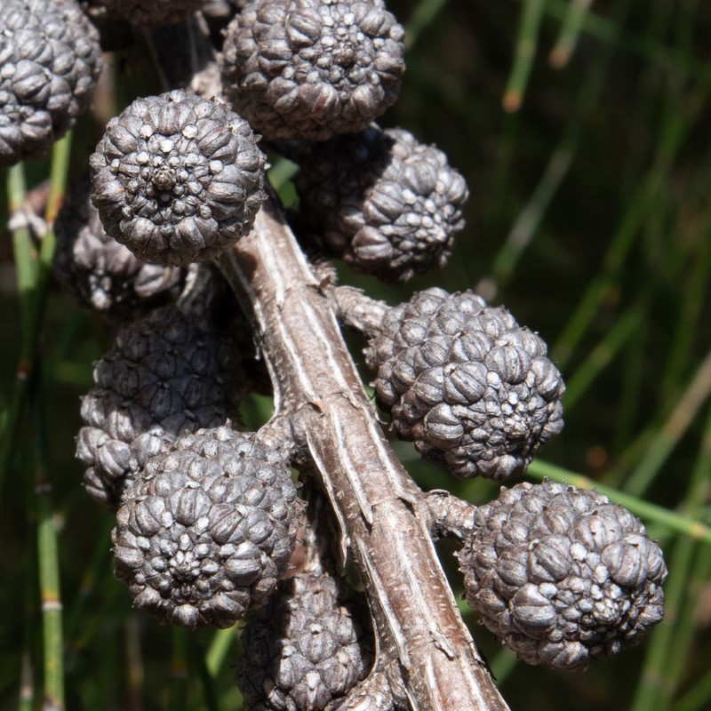 Allocasuarina portuensis cones