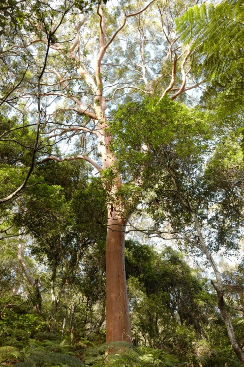 Photo of Angophora costata (Sydney Red Gum)