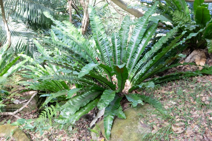 Photo of Asplenium australasicum (Bird's Nest Fern)