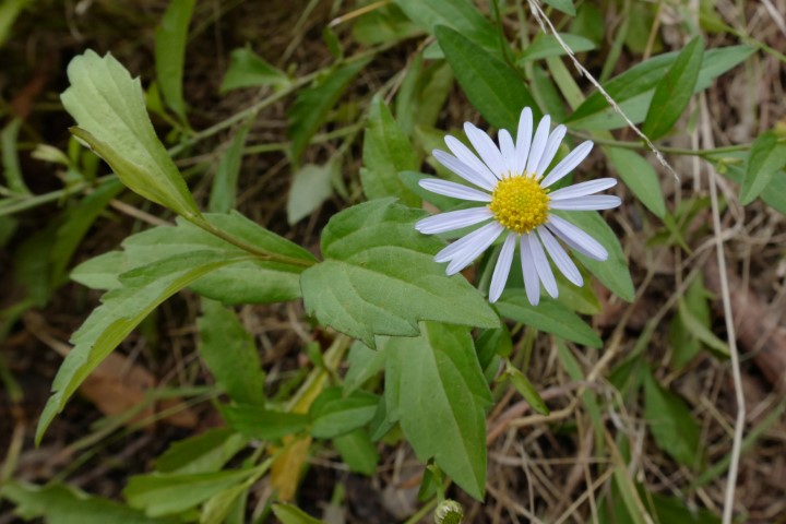 Photo of Brachyscome aculeata (Hill Daisy)
