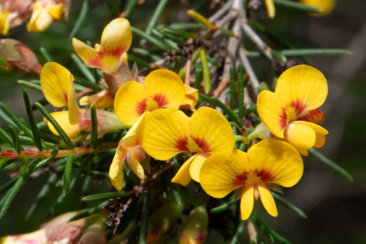 Photo of Dillwynia retorta (Egg and Bacon)