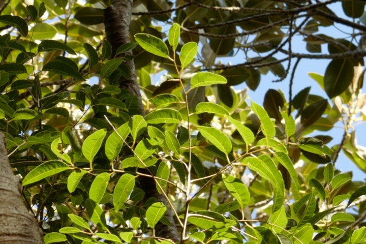 Photo of Euroschinus falcatus (Blush Cudgerie)