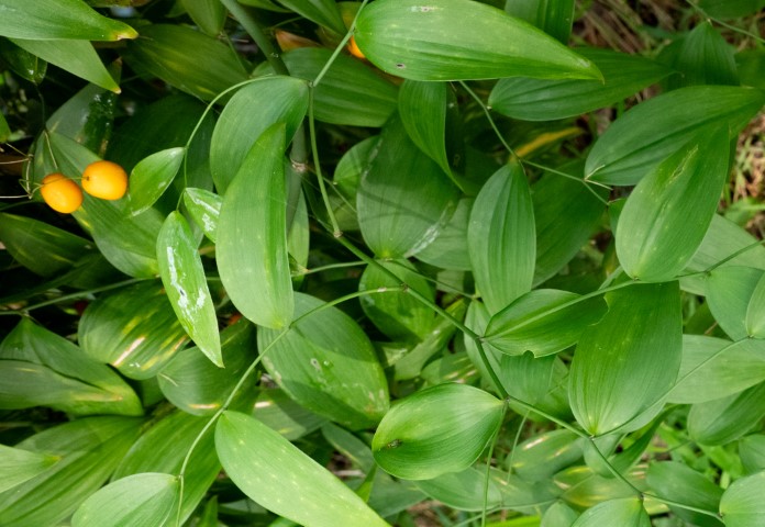 Photo of Eustrephus latifolius (Wombat Berry)