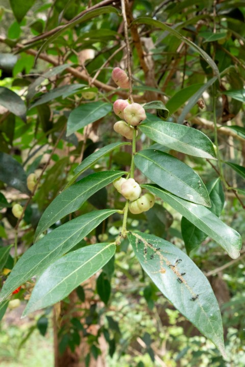 Photo of Glochidion ferdinandi (Cheese Tree)