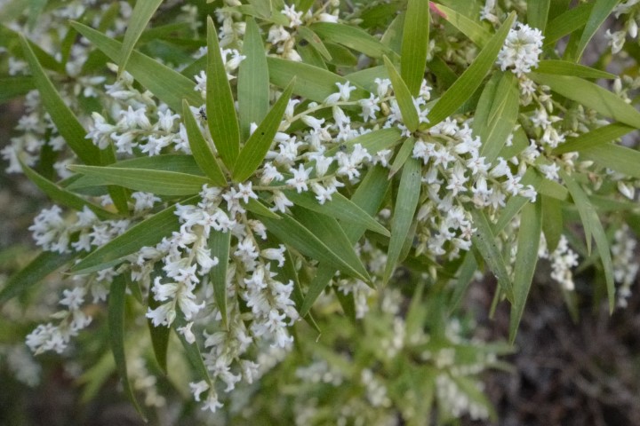 Photo of Leucopogon lanceolatus (Lance Beard-heath)