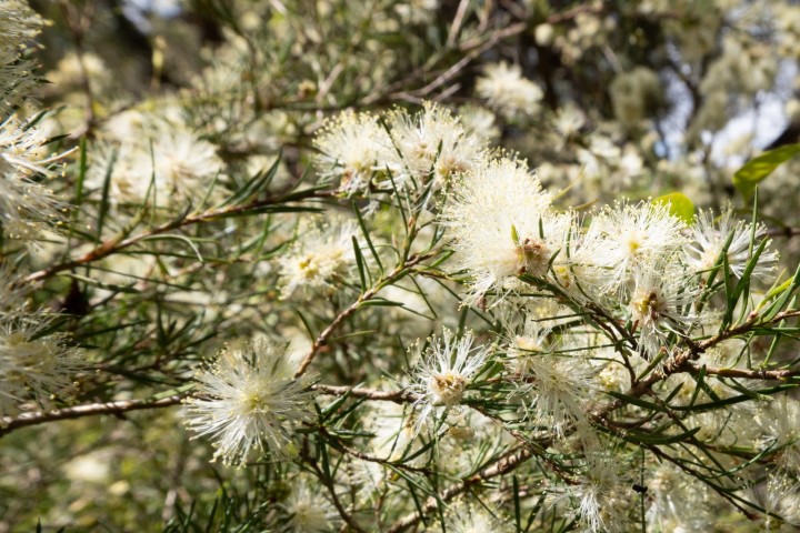 Photo of Melaleuca nodosa (Prickly-leaved Paperbark)