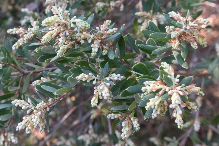Photo of Monotoca elliptica (Tree Broom-heath)