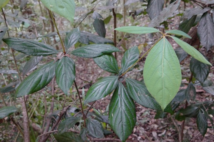 Photo of Neolitsea dealbata (Bolly Gum)