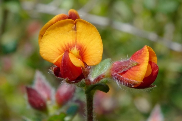 Photo of Oxylobium cordifolium (Heart-leaved Shaggy Pea)