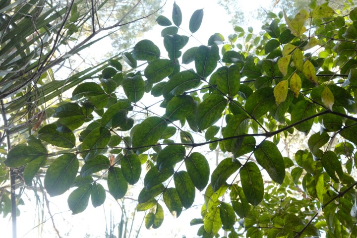 Photo of Polyscias elegans (Celery Wood)
