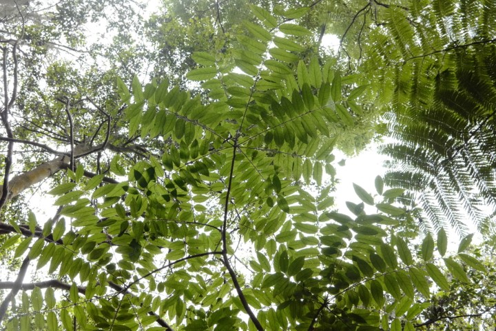 Photo of Toona ciliata (Red Cedar)